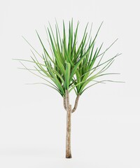 Realistic 3D Render of Dracena Tree