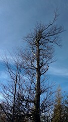 Late autumn tree on the sky