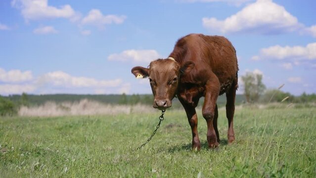 Cow calf eating grass in the ground. A young brown calf eats grass in a meadow against a blue sky.