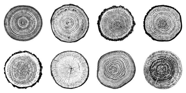 Tree stump circle rings. Wood log silhouette print.