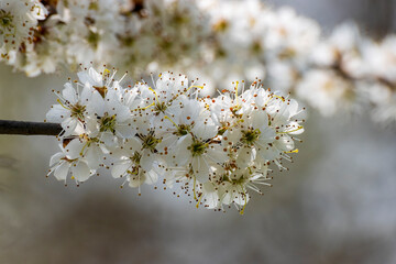 esplosione di primavera