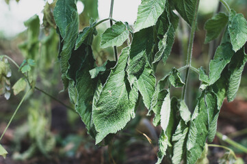 Dry weather, hot weather. Wilted plants in extreme heat