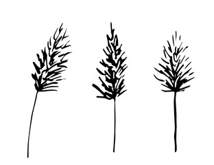 Simple hand drawn black outline vector drawing. Panicles of pampas grass, reeds. Dry plants. Sketch in ink.