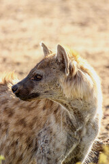 Spotted Hyena in the Kgalagadi