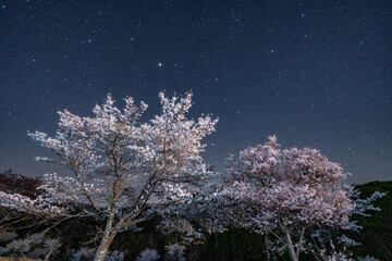 群馬県みなかみ町の桜と星空