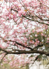 Blühende Kirschblüte im Frühling - 510408328