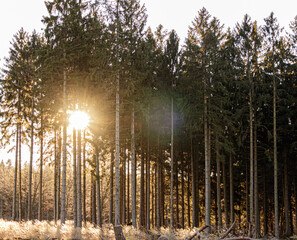 piece of forest during late winter in german eifel
