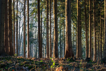 forest scene in a german forest area