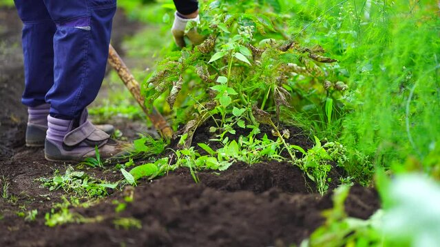 じゃがいもを収穫する男性