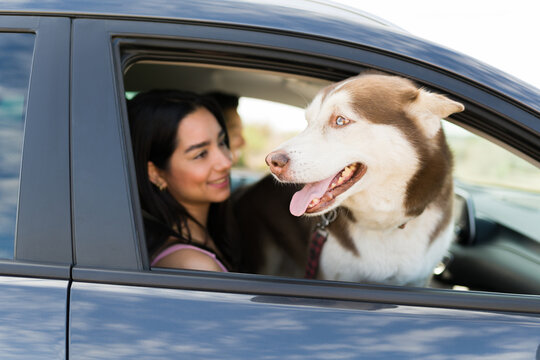 Beautiful husky dog with a young woman on the car