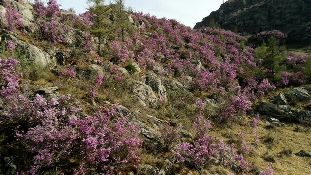 Pink flower moralnik in the altai mountains. Aerial photography of rocky fauna. Nature on the mountains.