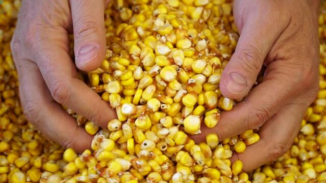 Corn kernels harvest.  Slow motion. Autumn field work. Rich harvest of corn concept. The farmer gently touches a handful of ripe yellow beans. Male hands rake the grains.