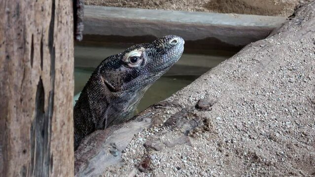Venomous Beaded lizard. Heloderma horridum