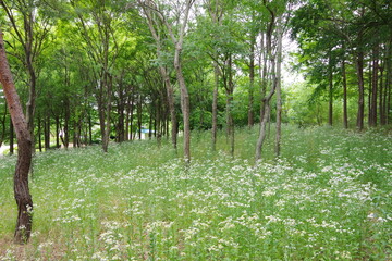 tree, nature, forest, trees, spring, park, grass, landscape, summer, wood, meadow, foliage, plant,...