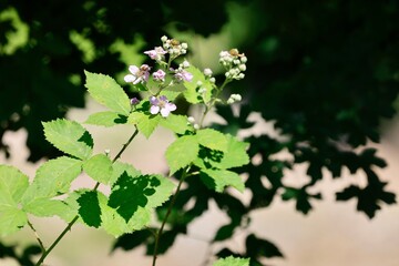 flowers