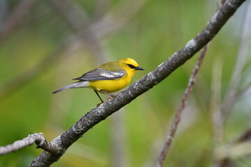 Obraz premium Blue-winged Warbler perched on a branch in a meadow 