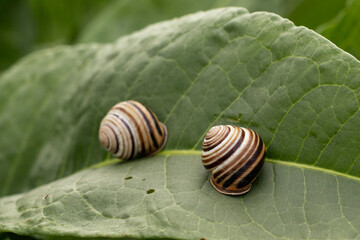 Garden snails eat a green leaf.