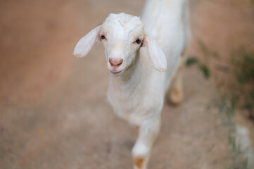 So cute baby goat,Lovely white baby goat.