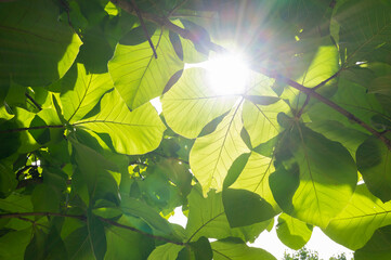 Green leaves and the hot sunlight in the rainy season.