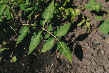 Green young leaf of a growing tomato bush. Growing vegetables