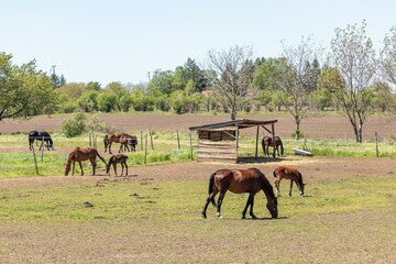 Horses on a summer walk behind a fence in a free field near open stables