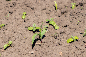 Mixed shoots of sunflower and corn on a plowed field in spring