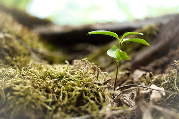 Pflanze - Keimling - Ecology - Bioeconomy - High quality photo