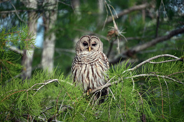 Barred Owl - Strix varia - perched on cypress tree in Everglades National Park, Florida on clear sunny summer morning.