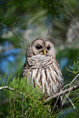 Barred Owl - Strix varia - perched on cypress tree in Everglades National Park, Florida on clear sunny summer morning.