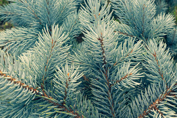Pine branches with young blue needles, close-up. Natural background of young pine branches with small needles. Growing new blue pine