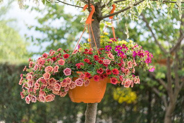A pot with a beautiful orange little petunia hanging on a tree in the garden