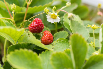 Part of a strawberry plant with blossom and fruits