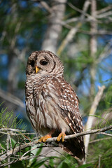 Barred Owl - Strix varia - perched on cypress tree in Everglades National Park, Florida on clear sunny summer morning.