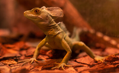 Pet adult green iguana in a wooden terrarium