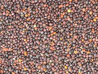 Red quinoa close-up (macroscopic photo) - Texture background - Food