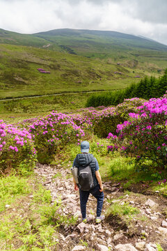 Irish landscape from The Vee with blooming rhododendrons in Knockmealdown mountains, between the counties of Tipperary and Waterford, Ireland.
Hiker backpacking through the Irish mountains.