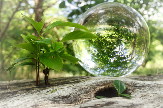 Lensball - Natur - Transparenz  - Zerbrechlich - Ecology - Bioeconomy - Keimling - High quality photo