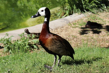 duck