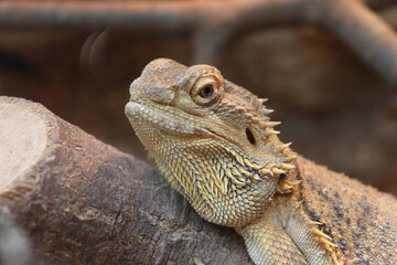 lizard