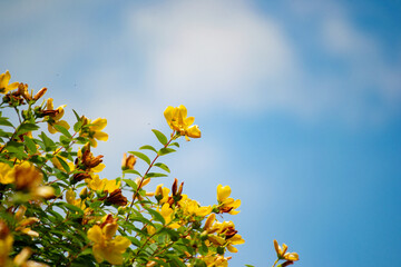 Yellow St. John's Wort Flower against a blue sky