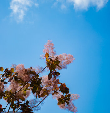 Pink smoke tree flowers against a blue sky
