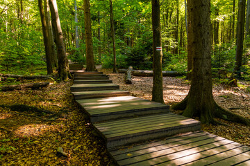 Tourist wooden track in alder forest at tourist path to Lysica peak near Swieta Katarzyna village and Bodzentyn in Swietokrzyskie Mountains in Poland