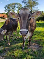 cow in the field