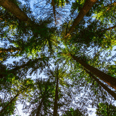 Fototapeta premium A view of trees looking up