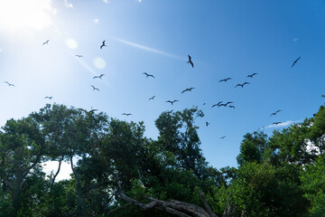 Frigate bird are circling above the trees against a clear sky on a sunny day. A flock of Pterodactyl-like Birds fly over an island in the Sian Kaan Nature Reserve, Mexico.