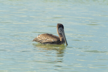 American brown pelican on the water. The pelican lowered its beak into the water, drops of water glitter on its plumage. Pelican in profile.