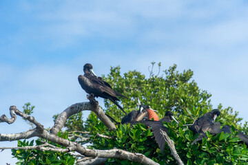 Frigate birds on a branch. Frigatebird with red goiter male among green branches. Blurred black female frigatebird among the foliage.