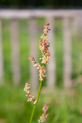 Sorrel on a background of grassy meadow near the fence. Twig of summer sorrel in natural environment - Latin Rumex acetose.