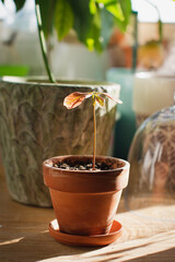 Lychee plant in a terracotta pot