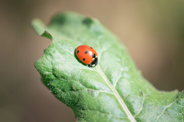 Ladybug on a beautiful flower very close up.